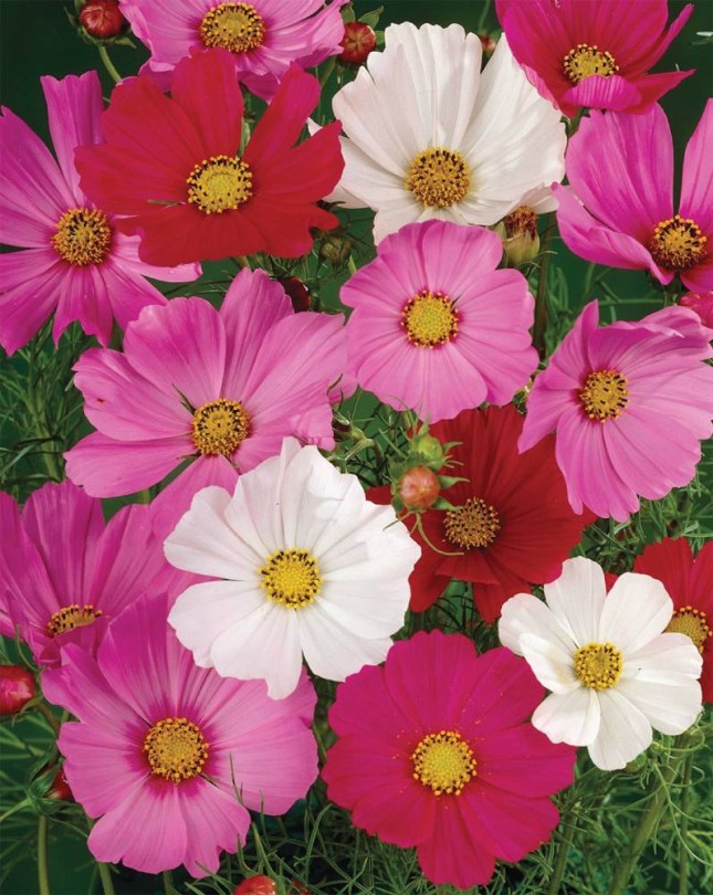 Sensation pillangóvirág, Cosmos bipinnatus, virág